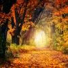 nessia_h