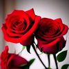 user371505957