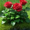 mosiur.rahman188