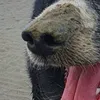 g.r.e.e.n.d.e.v.i.l