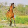 khalid109080