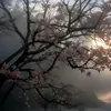 molli_1028899