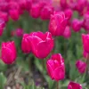 kim_bird72