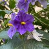 wildflower_halos