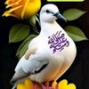 ashrafzaky77