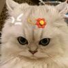 flower_pink11
