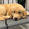 missmapleretriever🇨🇦