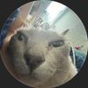 future.crazy.cat.lady_