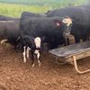 cattleman35_09