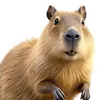 capivara01212