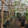 kebun.anggur.mini2