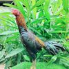 lontara.farm