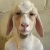lqdui.zzz