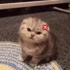 tomkhocnheee