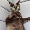 bea_da1sy