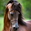 alhoralhoralhoral