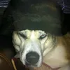 leck_sippi_du_skibidi