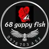 68guppy_fish