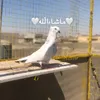 yousef_surche01