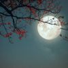 beautifulmoon234456