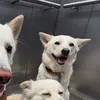 prvvvvvv.maya