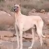 barki2735