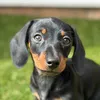 Dora the Dachshund