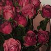 oum.yacine611