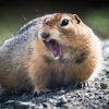 squirrel6309