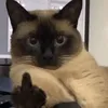 chu.t.hi0