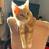 ezio_thebeigetabby