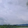 hoahonggai3456