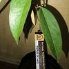 asepbudiana0302