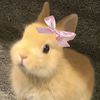 aaa__iii_raa_aww