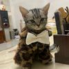 thatcoolgauy
