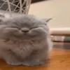 fgnffvkdbdnsmshdnmdnf