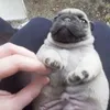 mops.sigma