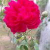 yutdalia