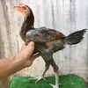kandang jpr