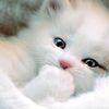 nur837981