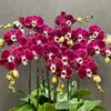 vandias471