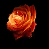 rose176303