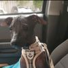 cypress.the.xolo