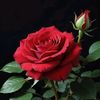 reem75095
