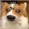 the_funny_animals078