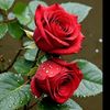 1_51reyhan56_