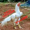 gulaamhadir381
