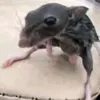 ratinn74