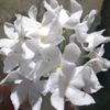 ahmedtowsif288