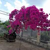 phuong.phan742